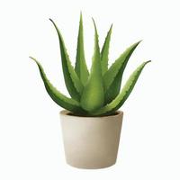 planta de aloe vera isolada em branco vetor