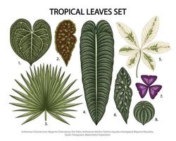 folhas definir ilustração botânica em vetor, planta exótica tropical, folhagem da selva, isolada no fundo branco. vetor