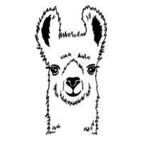 mão desenhado engraçado retrato do lhama. Preto e branco desenhando alpaca animal. fofa esboço vetor ilustração isolado em branco fundo.