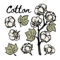 algodão colorida botânica esboço grampo arte vetor ilustração conjunto
