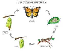 ciclo da vida do borboleta vetor ilustração