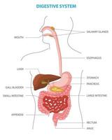 humano digestivo sistema anatômico vetor ilustração