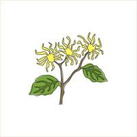 único desenho de linha beleza fresco hamamélis para logotipo do jardim. decorativo do conceito de flor winterbloom para impressão de cartaz de arte de decoração de parede em casa. ilustração em vetor desenho moderno linha contínua