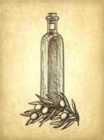 garrafa do Oliva óleo e Oliva ramo. mão desenhado vetor ilustração. isolado em branco fundo. retro estilo.