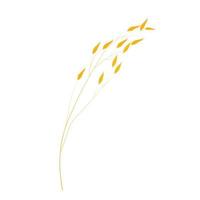 vetor ilustração do granola aveia drenar. seco amarelo ramo do cevada em uma fino talo. aveia sementes dentro a campo. trigo. ilustração para a cereal. isolado em uma branco fundo. aveia leite