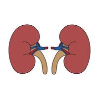 Forte saudável rins isolado em uma branco fundo. vetor plano ícone Projeto. a conceito do uma saudável órgão médico ilustração.