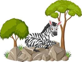 cena isolada com uma zebra deitada na pedra vetor