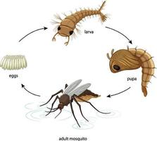 diagrama mostrando o ciclo de vida do mosquito em fundo branco vetor