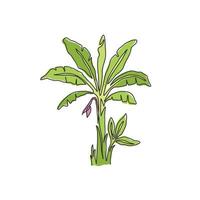 desenho de linha única contínua de bananeira fresca e exótica. bananeira decorativa para empresa de plantação. conceito de cultivo de agricultura. ilustração gráfica de vetor moderno desenho de uma linha