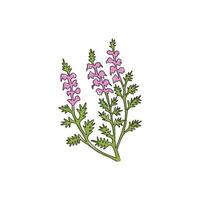 um desenho de linha contínuo de beleza fresca urze comum para impressão de pôster de arte de parede de decoração de casa. flor calluna vulgaris decorativa para cartão de convite. ilustração em vetor desenho desenho de linha única