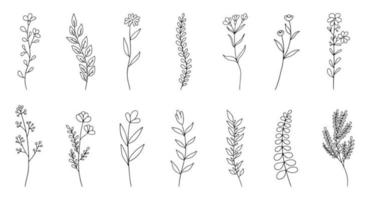 rabisco flor definir, mão desenhado flores, plantas, botânico definir, vetor ilustração