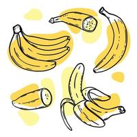 maduro bananas delicioso fruta esboço vetor ilustração conjunto