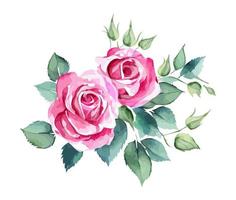 bonita Rosa aguarela rosas vetor