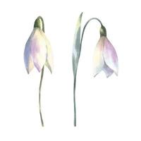 aguarela vetor Primavera flores ramalhete do snowdrops. mão pintado botânico ilustração.