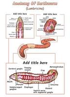 anatomia do a minhoca vetor