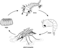 doodle do diagrama do ciclo de vida do mosquito vetor