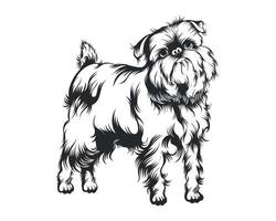 Bruxelas griffon cachorro vetor ilustração, Bruxelas griffon procriar vetor em branco fundo para camiseta , logotipo e outras