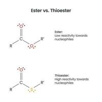 éster versus tioéster bioquímica funcional grupos vetor infográfico