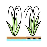arroz plantar cor ícone vetor ilustração