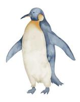 aguarela imperador pinguins. mão desenhado ilustração isolado em branco fundo. desenhando do antártico animal dentro pastel cores. esboço do polar pássaro. esboço para logotipo ou ícone. norte personagem. vetor