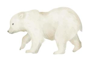 pequeno branco Urso filhote em isolado fundo. mão desenhado aguarela ilustração do bebê animal para ecológico logotipo ou zoologia desenhos. jovem norte mamífero predador. personagem dentro pastel cores vetor