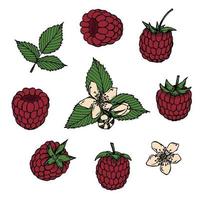 conjunto vetorial de cliparts de framboesa. ícone de mão desenhada baga. ilustração de frutas. para impressão, web, design, decoração, logotipo.