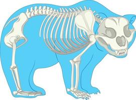 esqueleto anatomia de urso selvagem isolado vetor