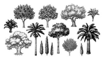 Mediterrâneo árvores grande coleção. tinta esboço isolado em branco fundo. mão desenhado vetor ilustração. retro estilo.