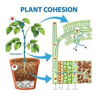 diagrama mostrando a coesão da planta vetor