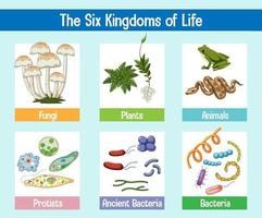 pôster de ciência de seis reinos da vida vetor