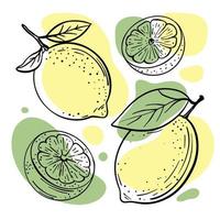 limão Lima delicioso fruta mão desenhado vetor ilustração conjunto