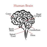 humano cérebro esboço monocromático médico Educação vetor