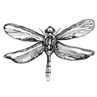 mão desenhado detalhado libélula. isolado em branco fundo, vetor inseto, monocromático ilustração