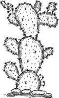 opuntia cacto mão desenho. opuntia ficus-indica, esboço. exótico tropical plantar. vetor