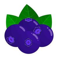 mirtilo ou mirtilo é uma fruta este tem uma fresco azedo gosto. isto fruta tem benefícios para a saúde do a corpo vetor