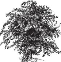ilustrações vintage da árvore de espinheiro vetor