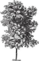ilustrações vintage da árvore robinia pseudoacacia vetor