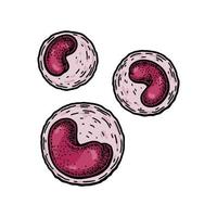 monócito leucócito branco sangue células isolado em branco fundo. mão desenhado científico microbiologia vetor ilustração dentro esboço estilo