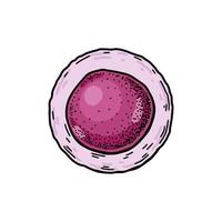 sangue haste célula isolado em branco fundo. mão desenhado científico microbiologia vetor ilustração dentro esboço estilo