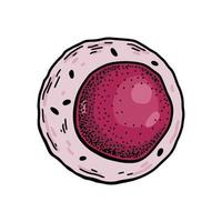 mieloide sangue haste célula isolado em branco fundo. mão desenhado científico microbiologia vetor ilustração dentro esboço estilo