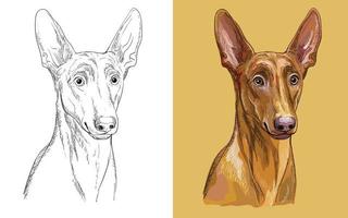 faraó cachorro vetor ilustração fechar acima retrato