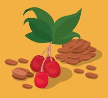 Desenho vetorial de grãos, frutas e folhas de café vetor