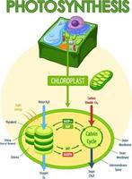 diagrama mostrando o processo de fotossíntese na planta vetor