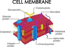 estrutura da membrana da célula humana vetor