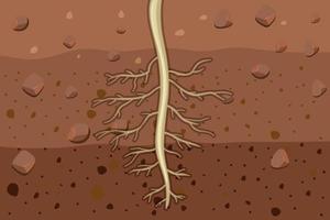 close up das raízes das plantas no solo