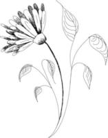 vetor desenhando flores desenhado à mão camomilas, margaridas. Jerusalém Alcachofra flor. botânico desenhos, coloração página, flores em branco fundo.