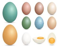 ilustração de desenho vetorial conjunto de ovos isolada no fundo branco vetor