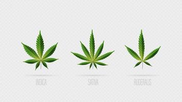 folhas verdes de vetor realista de cannabis. conjunto de folhas de cannabis, sativa, indica e ruderalis isolado em um fundo branco