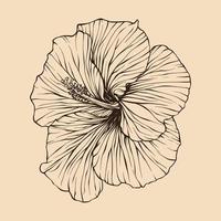 hibisco flor vetor ilustração com linha arte