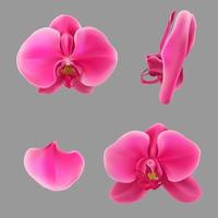 conjunto realista de flores de orquídeas lunares vetor